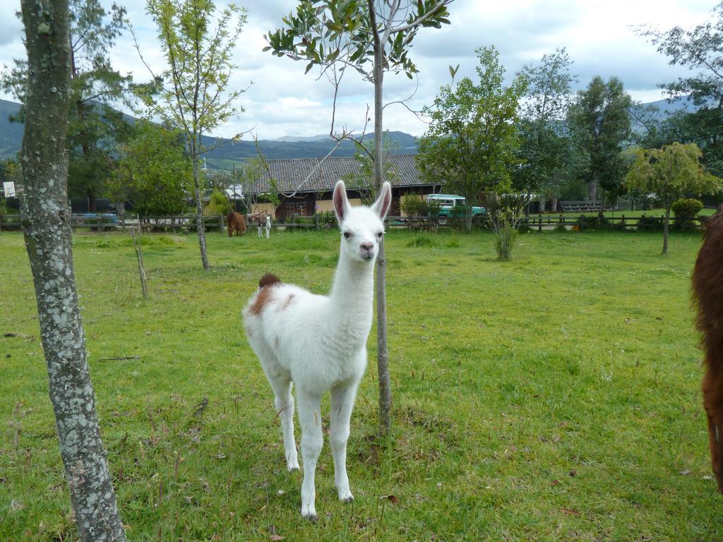 Hacienda Hosteria San Luis กายัมเบ ภายนอก รูปภาพ