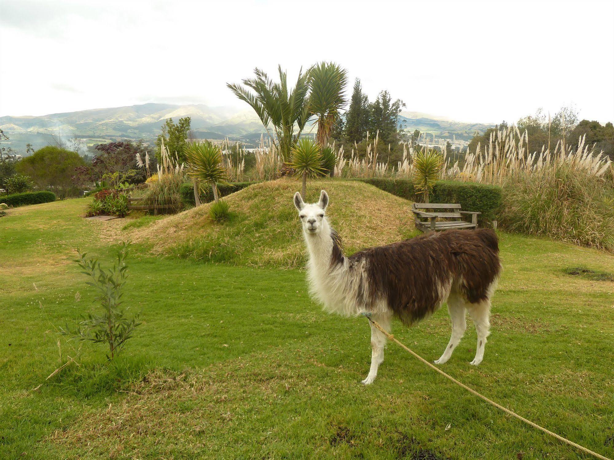Hacienda Hosteria San Luis กายัมเบ ภายนอก รูปภาพ